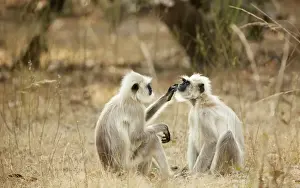 Northern Plains Grey Langur (Semnopithecus entellus) adult pair, mutual grooming, sitting on ground, Bandhavgarh N. P
