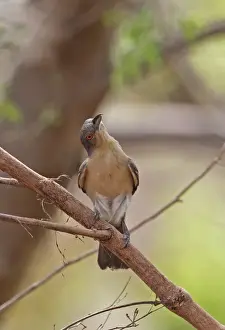Northern Puffback (Dryoscopus gambensis gambensis) adult female, foraging in tree, Mole N. P. Ghana, February