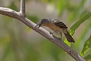 Northern Puffback (Dryoscopus gambensis gambensis) adult female, foraging in tree, Mole N. P. Ghana, February