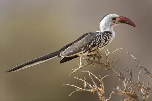 Kenyan Prints: Northern Red-billed Hornbill (Tockus erythrorhynchus) adult