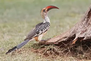 Northern Red-billed Hornbill (Tockus erythrorhynchus erythrorhynchus) adult, standing on ground at base of tree, Kenya