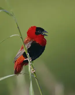 Displays Prints: Northern Red Bishop (Euplectes franciscanus) adult male