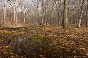 Damp Prints: Northern Red Oak (Quercus rubra) and White Oak (Quercus alba) woodland habitat