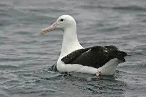 Albatrosses Prints: Northern Royal Albatross (Diomedea sanfordi) sub-adult