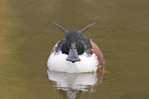 Northern Shoveler (Anas clypeata) adult male, swimming head on, Pensthorpe Nature Reserve, Norfolk, England, February