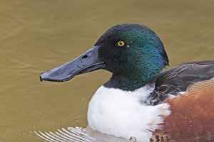 Northern Shoveler (Anas clypeata) adult male, close-up of head, swimming, Pensthorpe Nature Reserve, Norfolk, England