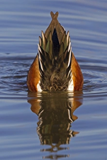 Northern Shoveler (Anas clypeata) adult male, upending, feeding with head submerged under water, Slimbridge