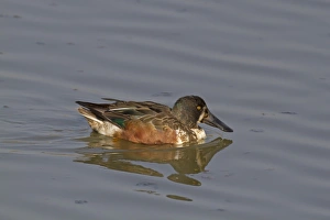 Swimming Prints: Northern Shoveler (Anas clypeata) adult male