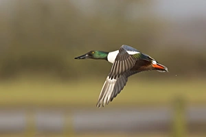 Drakes Prints: Northern Shoveler (Anas clypeata) adult male