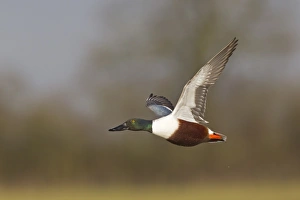 Northern Shoveler (Anas clypeata) adult male, in flight, Slimbridge, Gloucestershire, England, february
