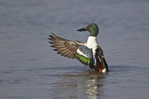 Northern Shoveler (Anas clypeata) adult male, wing stretching and flapping after preening on water, Slimbridge, Gloucestershire, England, march