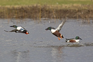 Drakes Prints: Northern Shoveler (Anas clypeata) adult males