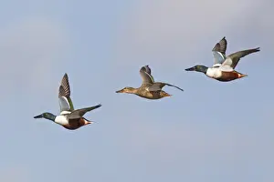 Gloucestershire Prints: Northern Shoveler (Anas clypeata) two adult males and one adult female