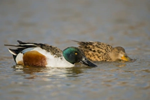 Northern Shoveler (Anas clypeata) adult pair, filter feeding from surface of water, Norfolk, England, March