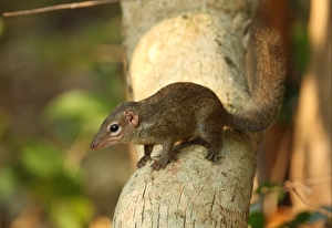 Kaeng Krachan Prints: Northern Treeshrew (Tupaia belangeri) adult