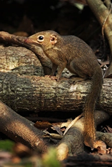 Northern Treeshrew (Tupaia belangeri) adult, sitting on fallen branch, Kaeng Krachan N. P. Thailand, february