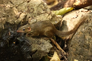 Northern Treeshrew (Tupaia belangeri) adult, drinking from spring, Kaeng Krachan N. P. Thailand, february