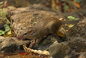 Northern Treeshrew (Tupaia belangeri) adult, drinking from forest pool, Kaeng Krachan N. P. Thailand, february