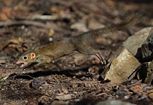 Northern Treeshrew (Tupaia belangeri) adult, giving alarm call, jumping from pile of rocks, near Kaeng Krachan