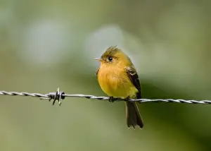 Fly Catcher Prints: Northern Tufted Flycatcher (Mitrephanes phaeocercus vividus) adult