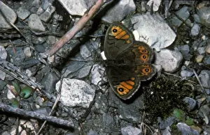 Aanimal Prints: Northern Wall Brown (Lasiommata petropolitana) Female / upper wing