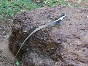 Dragon Prints: Northern Water Dragon (Lophognathus temporalis) adult male