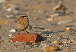 Wheatear Prints: Northern Wheatear (Oenanthe oenanthe) adult