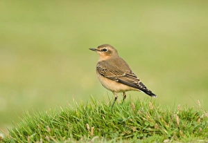 Northern Wheatear (Oenanthe oenanthe) adult, winter plumage, migrant standing on grass, Salthouse, Norfolk, England, september