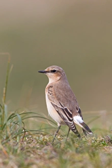 Northern Wheatear (Oenanthe oenanthe) adult, autumn plumage, standing on ground, Suffolk, England, september