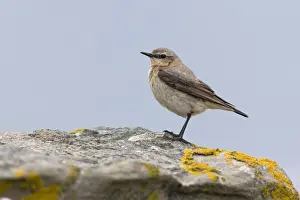 Northern Wheatear (Oenanthe oenanthe) adult female, breeding plumage, standing on rock, Noss, Shetland Islands