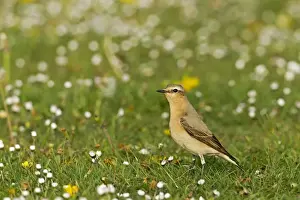 Wheatear Prints: Northern Wheatear (Oenanthe oenanthe) adult female