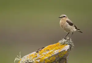 Northern Wheatear (Oenanthe oenanthe) adult female, perched on lichen covered drystone wall, Shetland Islands, Scotland, june