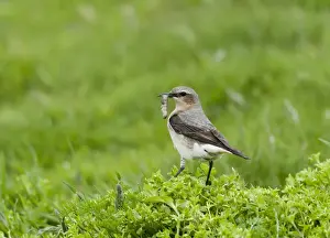 Northern Wheatear (Oenanthe oenanthe) adult female, with caterpillar in beak, standing on vegetation, Shetland Islands, Scotland