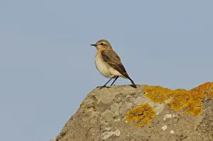 Northern Wheatear (Oenanthe oenanthe) adult female, standing on lichen covered rock, Lemnos, Greece, April