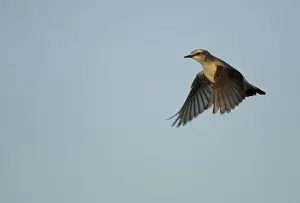 Northern Wheatear (Oenanthe oenanthe) adult female, in flight, Shetland Islands, Scotland, June