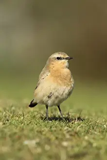 Northern Wheatear (Oenanthe oenanthe) adult female / first winter plumage, standing on short turf, Stanpit Marshes, Dorset, England, october