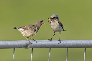 Northern Wheatear (Oenanthe oenanthe) adult male, breeding plumage, feeding moth to juvenile, perched on metal gate