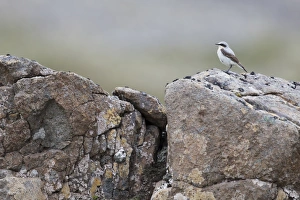 Northern Wheatear (Oenanthe oenanthe) adult male, breeding plumage, standing on rocks, Iceland, June
