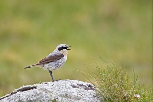 Wheatear Prints: Northern Wheatear (Oenanthe oenanthe) adult male