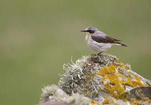 Northern Wheatear (Oenanthe oenanthe) adult male, perched on lichen covered drystone wall, Shetland Islands, Scotland, june