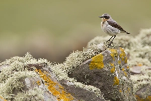 Northern Wheatear (Oenanthe oenanthe) adult male, perched on lichen covered drystone wall, Shetland Islands, Scotland