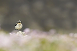 Northern Wheatear (Oenanthe oenanthe) adult male, summer plumage, standing on rock amongst Thrift (Armeria maritima)