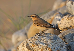 Wheatear Prints: Northern Wheatear (Oenanthe oenanthe) immature