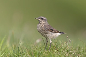Northern Wheatear (Oenanthe oenanthe) juvenile, standing on ground, Noss, Shetland Islands, Scotland, June