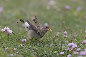 Northern Wheatear (Oenanthe oenanthe) juvenile, begging for food, standing on ground, Sumburgh Head RSPB Reserve