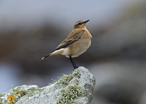 Wheatear Prints: Northern Wheatear (Oenanthe oenanthe) juvenile