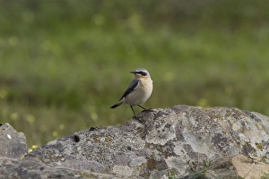 Oenanthe Prints: Northern Wheater male