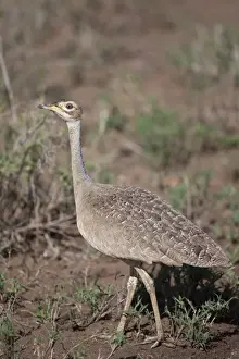 Serengeti Prints: Northern White-bellied Bustard (Eupodotis senegalensis) adult female