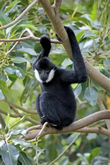 Captive Prints: Northern White-cheeked Gibbon (Nomascus leucogenys) adult male