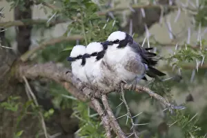 Serengeti Prints: Northern White-crowned Shrike (Eurocephalus rueppelli) three adults